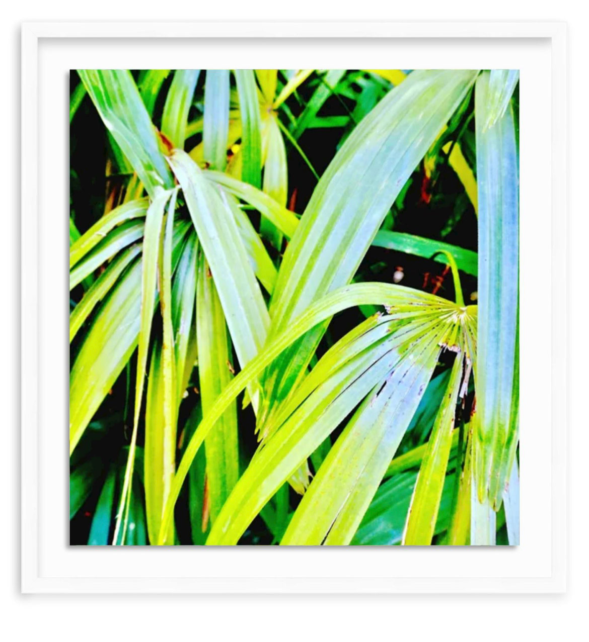 Tropic