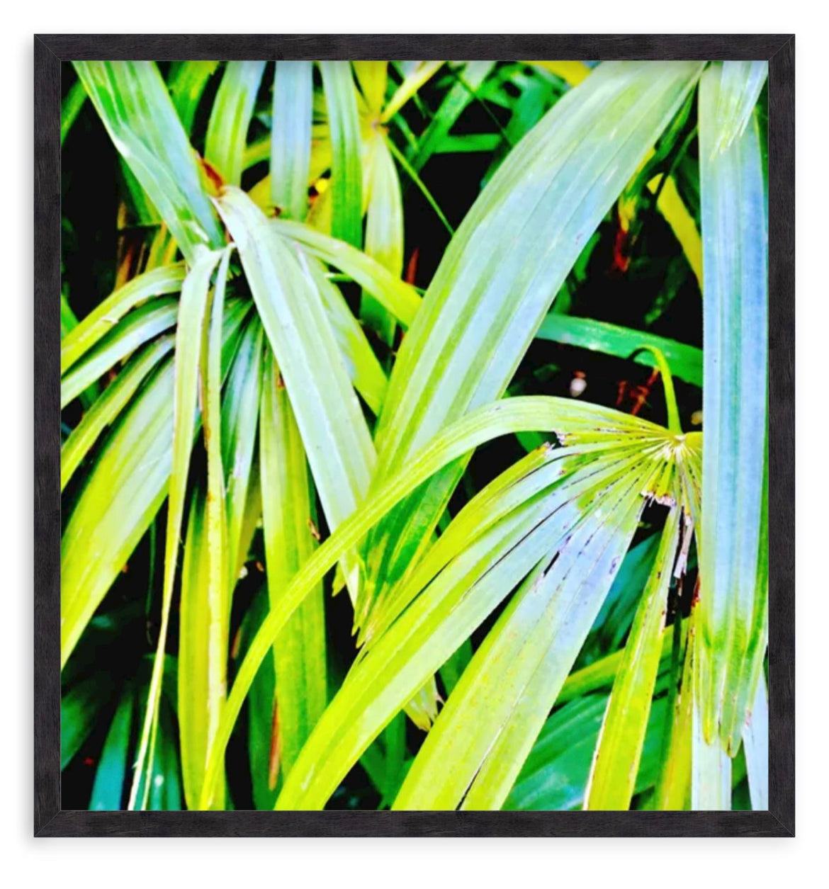 Tropic