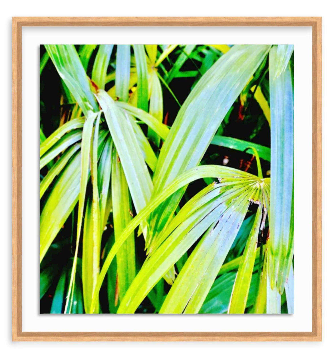 Tropic