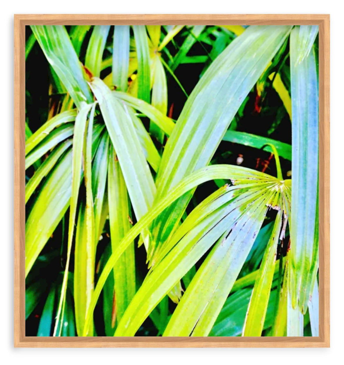 Tropic
