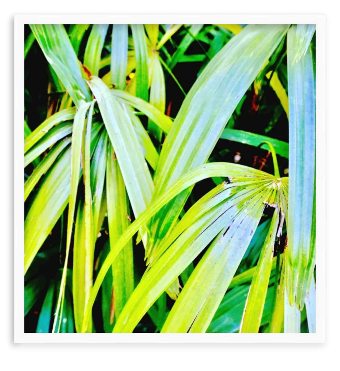 Tropic