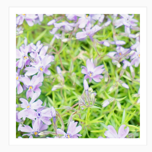 There's Always Purple