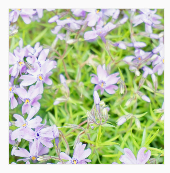 There's Always Purple
