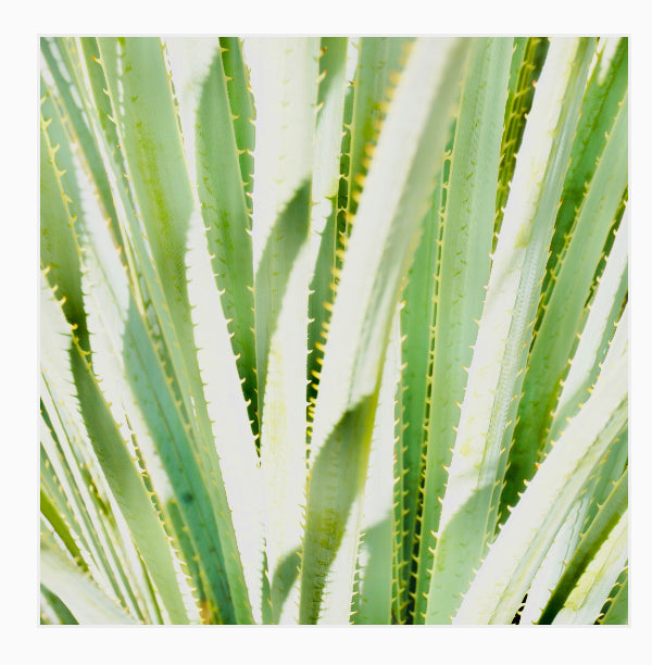 Spikes