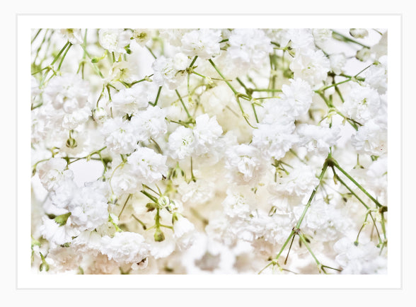 Popflower