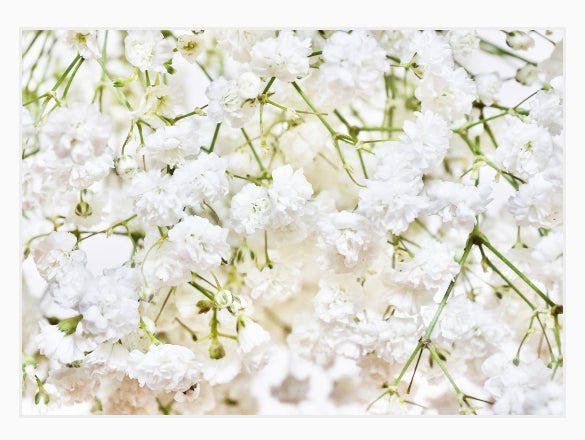 Popflower