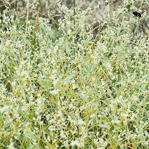 Black Bee