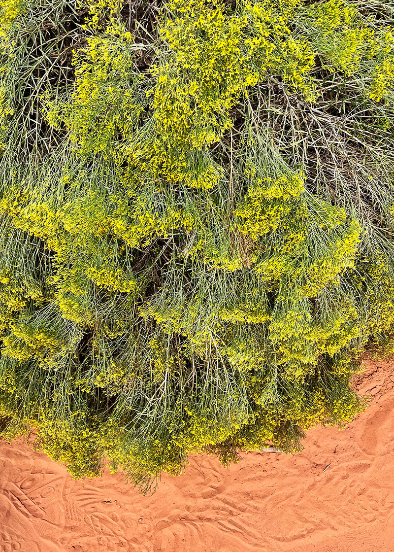 Desert Blooms