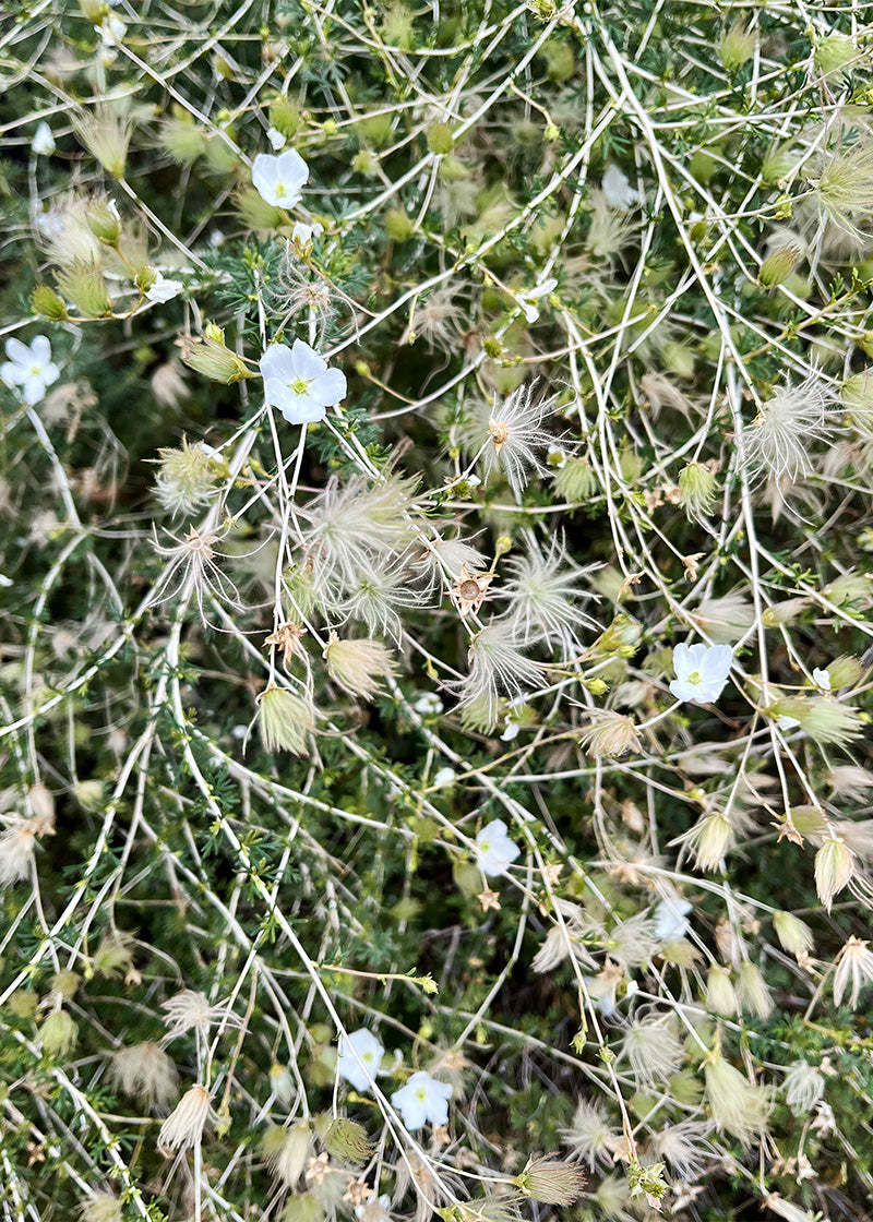 Fluffy Greens