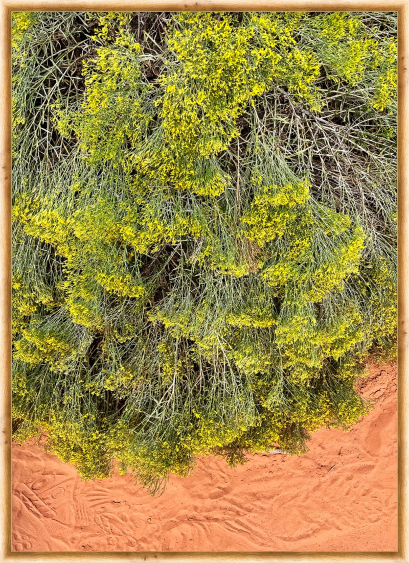 Desert Blooms