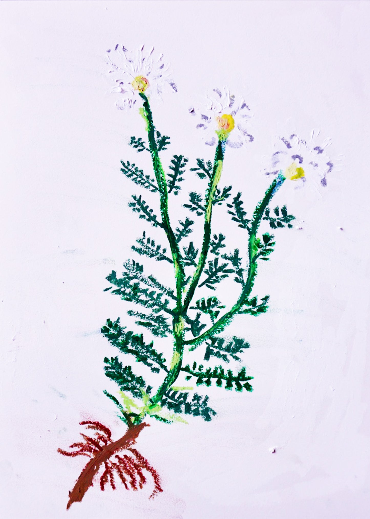 Chamomile Grace