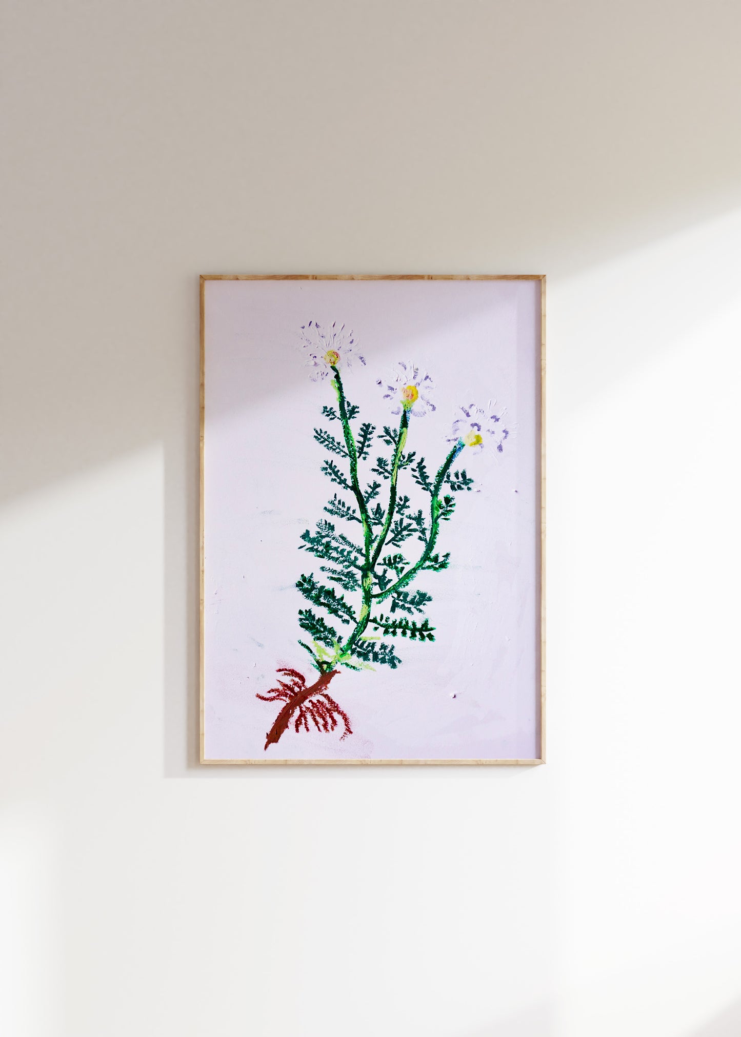 Chamomile Grace