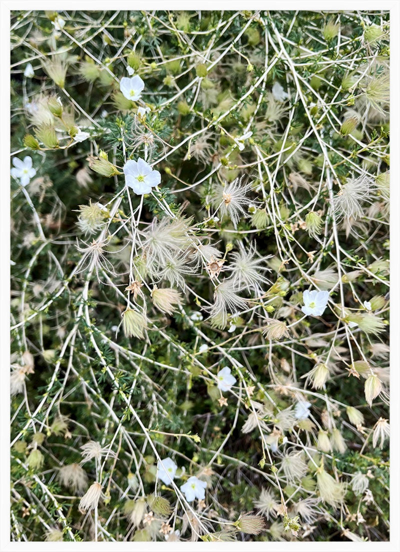 Fluffy Greens