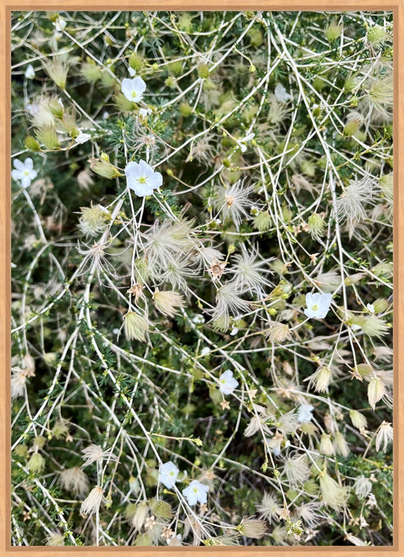 Fluffy Greens