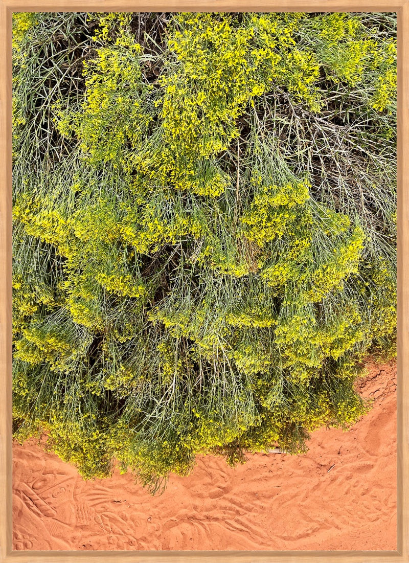 Desert Blooms