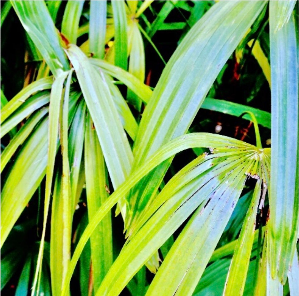 Tropic
