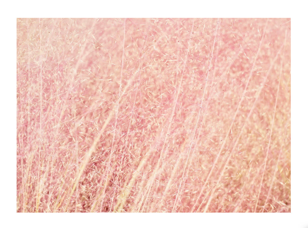 Pink Fluff