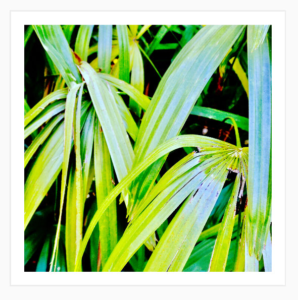 Tropic