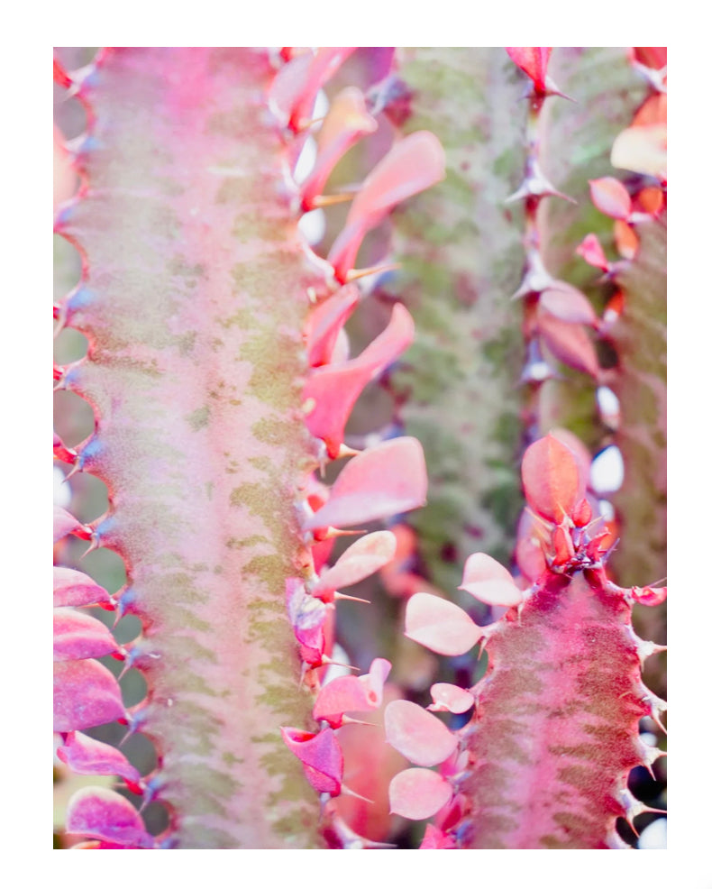 With A Bit Of Pink