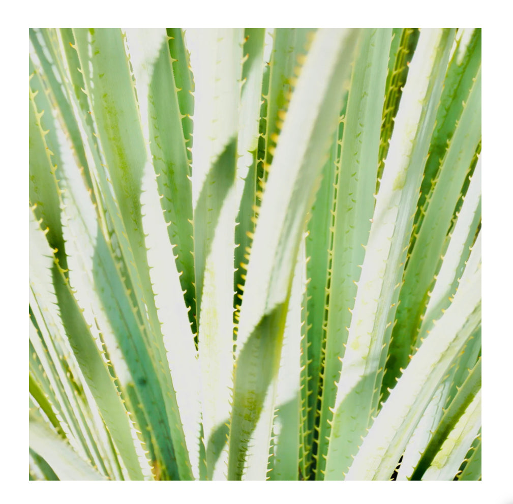 Spikes