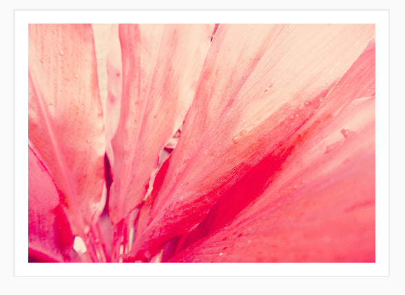 Some Like It Pink